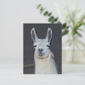 Llama Face Animal Art Personalized ポストカード (スタンド正面)