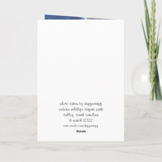 llama greeting card (hello inside) カード (裏面)