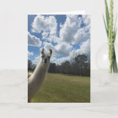 llama greeting card (hello inside) カード (正面)