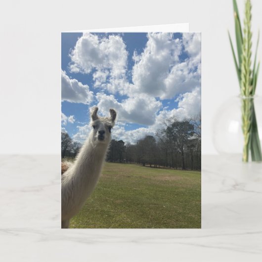 llama greeting card (hello inside) カード (正面)