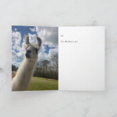 llama greeting card (hello inside) カード (内部)
