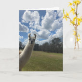 llama greeting card (hello inside) カード (黄色い花)