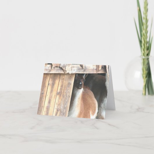 Llama In Barn Farm Animal Personalized Note カード (正面)
