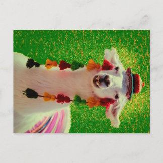 Llama in Chiloe-Chile withオーナメント 案内ポストカード