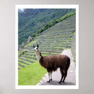 llama looks border ポスター