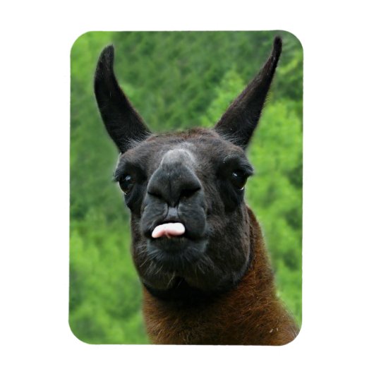 Llama with Attitude – 舌を出す写真 マグネット (縦)