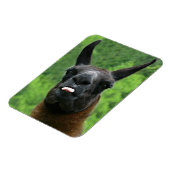 Llama with Attitude – 舌を出す写真 マグネット (左側)