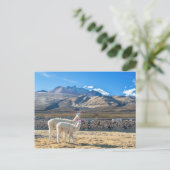 Llamitas en el Salar de Uyuni，ボリビア。 ポストカード (スタンド正面)