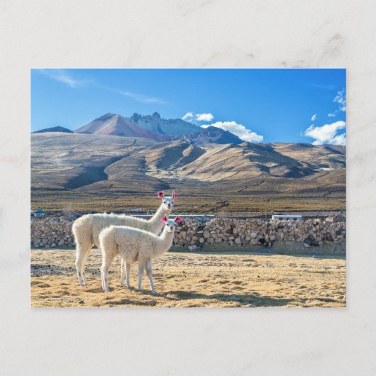 Llamitas en el Salar de Uyuni，ボリビア。 ポストカード (正面)