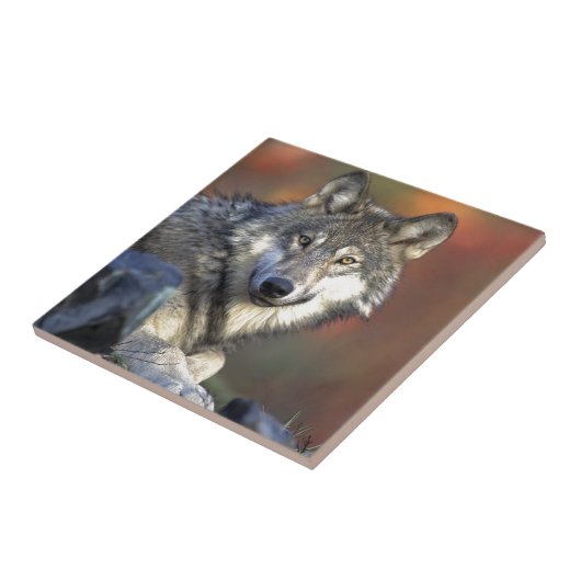 Lobo Gris タイル (側面)