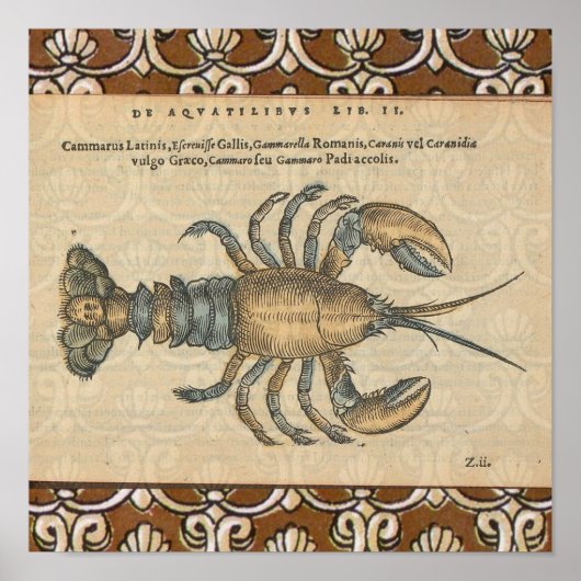 Lobster Illustration Antique Maine Seafood ポスター (正面)