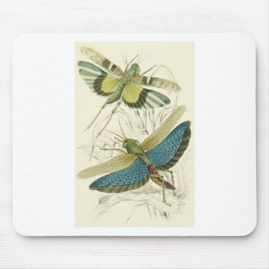 Locusta Cristata (より低い)、Locustaのflava (上部) マウスパッド (正面)