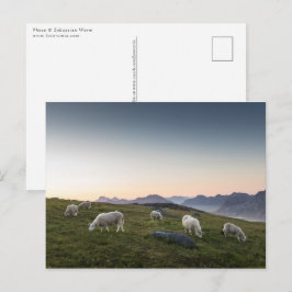 Lofoten Islands Sheep Landscape写真 ポストカード