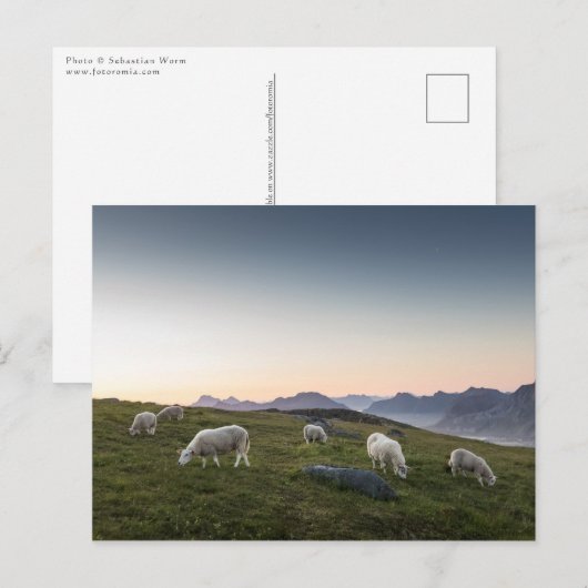 Lofoten Islands Sheep Landscape写真 ポストカード (正面/裏面)
