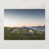 Lofoten Islands Sheep Landscape写真 ポストカード (正面)