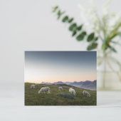 Lofoten Islands Sheep Landscape写真 ポストカード (スタンド正面)
