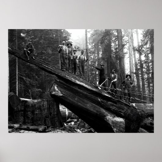 LOG RIGGING in the REDWOODS c. 1890 ポスター (正面)
