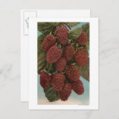 LoganberryStateのフルーツクロモリトグラフ ポストカード (正面/裏面)
