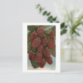 LoganberryStateのフルーツクロモリトグラフ ポストカード (スタンド正面)