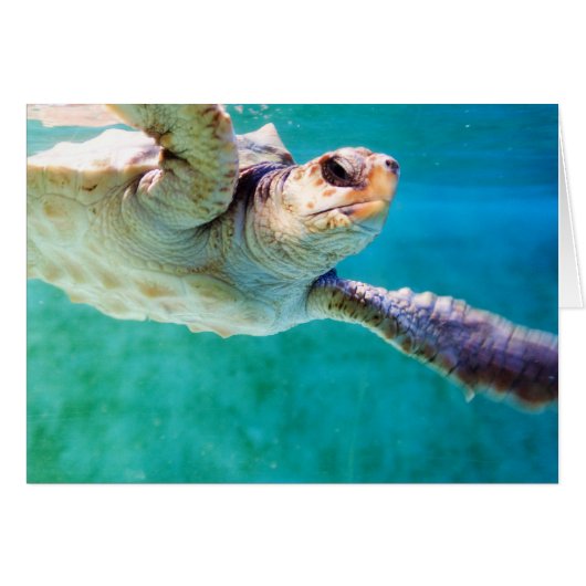 Loggerhead #3カード (正面横)