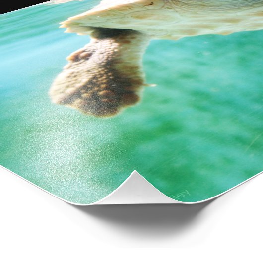 Loggerhead #3写真 フォトプリント            (角)