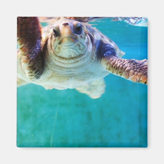 Loggerhead #4磁石 マグネット (正面)