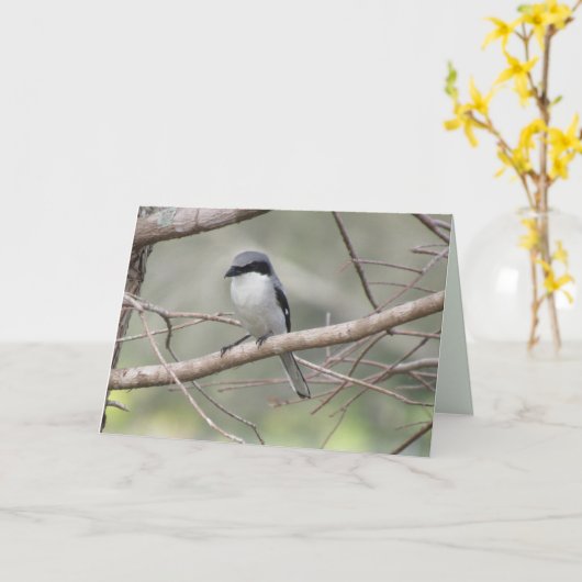 Loggerhead Shrike - Backyard Birds Greeting Card カード (黄色い花)