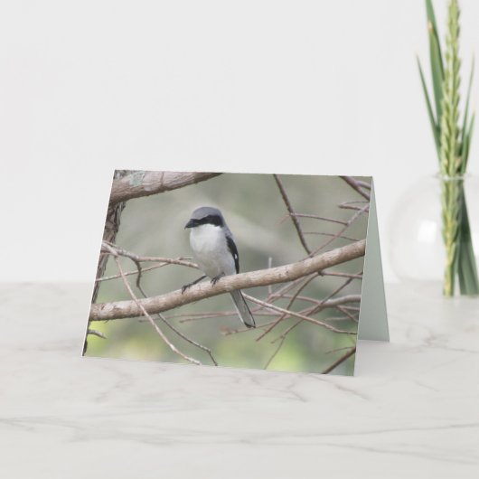 Loggerhead Shrike - Backyard Birds Greeting Card カード (正面)