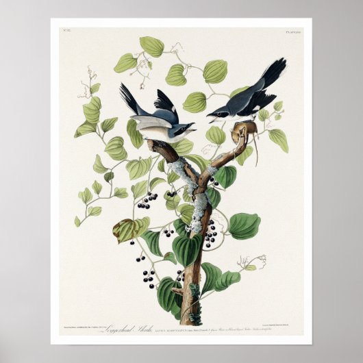 Loggerhead Shrike by Audubon Poster ポスター (正面)