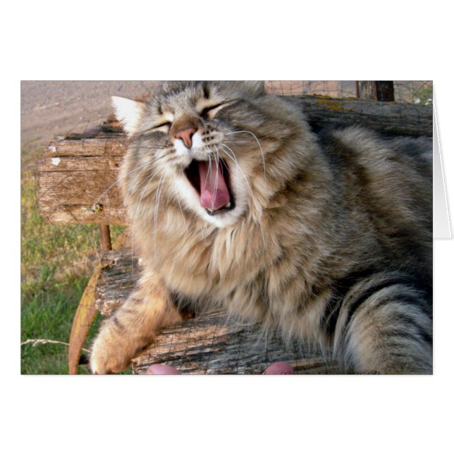 LOLメインのあらいぐま (正面横)