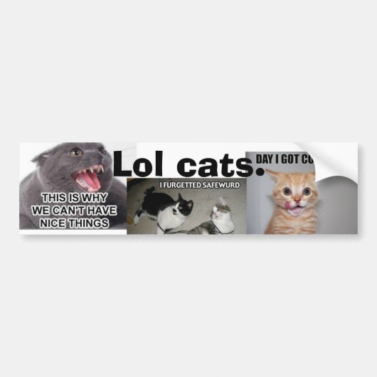 Lol猫 バンパーステッカー (正面)