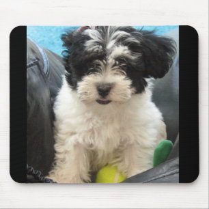 Lola Havaneseの救助された子犬 マウスパッド