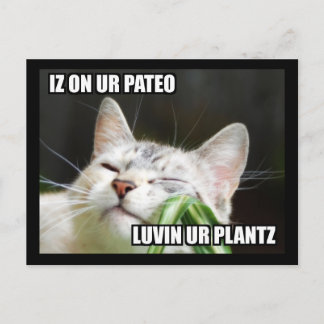 LOLCat わがままポストカード ポストカード