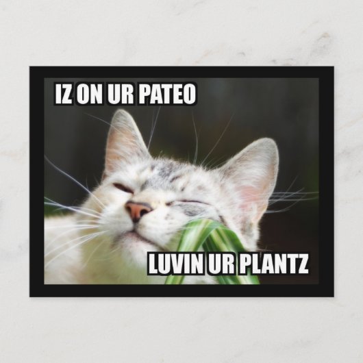 LOLCat わがままポストカード ポストカード (正面)