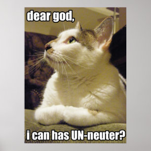 LOLcat -親愛なる神 ポスター