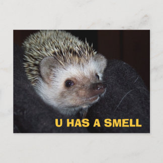 LOLHog PostCard ポストカード