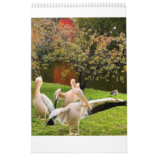 London Pelicans of St James's Park カレンダー (カバー)