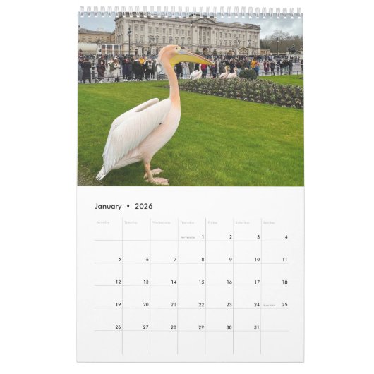 London Pelicans of St James's Park カレンダー (1月 2026)