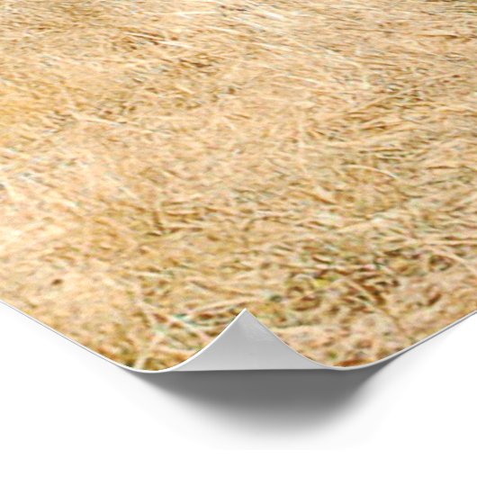 Lone Buffalo ポスター (角)