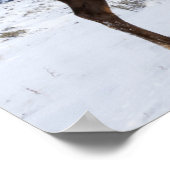 Lone Bull Elk | Yellowstone National Park ポスター (角)