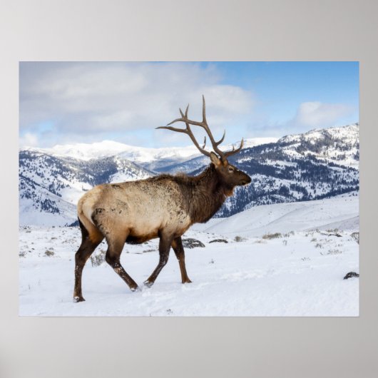 Lone Bull Elk | Yellowstone National Park ポスター (正面)