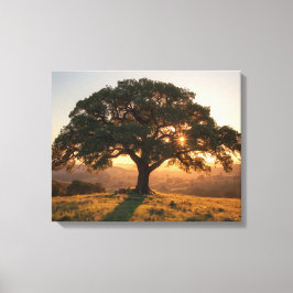 Lone Oak Hill Country Poster - Texas Landscape  キャンバスプリント
