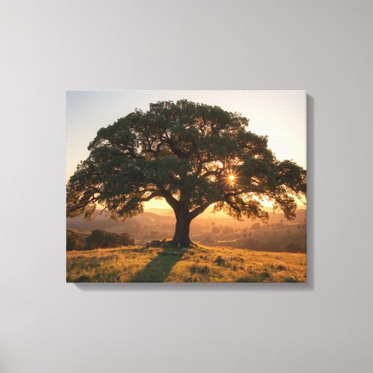 Lone Oak Hill Country Poster - Texas Landscape  キャンバスプリント (正面)