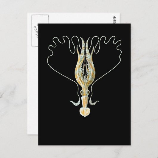 Long-armed Squid ポストカード (正面/裏面)