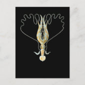 Long-armed Squid ポストカード (正面)