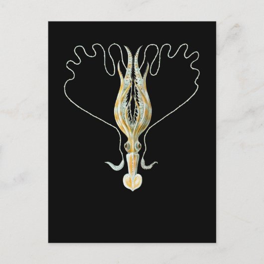 Long-armed Squid ポストカード (正面)