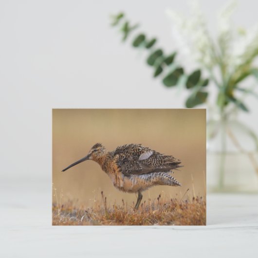 Long-billed Dowitcher ポストカード (スタンド正面)
