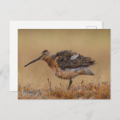 Long-billed Dowitcher ポストカード (正面/裏面)
