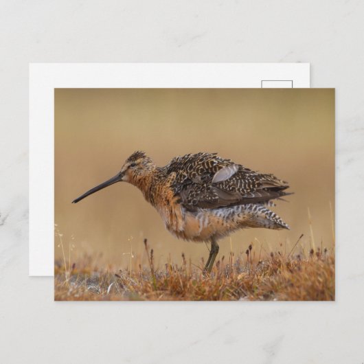 Long-billed Dowitcher ポストカード (正面/裏面)