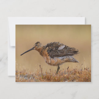 Long-billed Dowitcher ポストカード